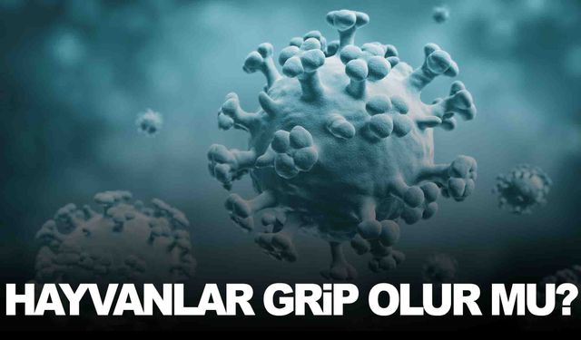 Hayvanlar da grip olur mu? Dikkat çeken açıklamalar!