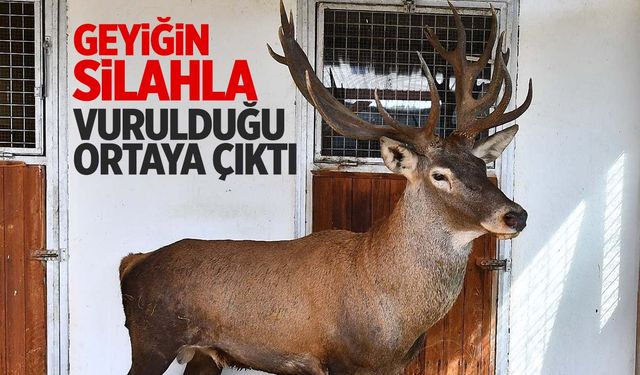 İzmir’de yaralı geyiğin silahla vurulduğu ortaya çıktı!