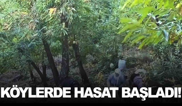 Kendine has özellikleri var… Ege’de ona ‘Kara elmas’ diyorlar… Hasadı başladı