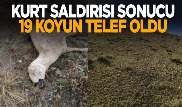 Kurtlar sürüye saldırdı! 19 koyun telef oldu!