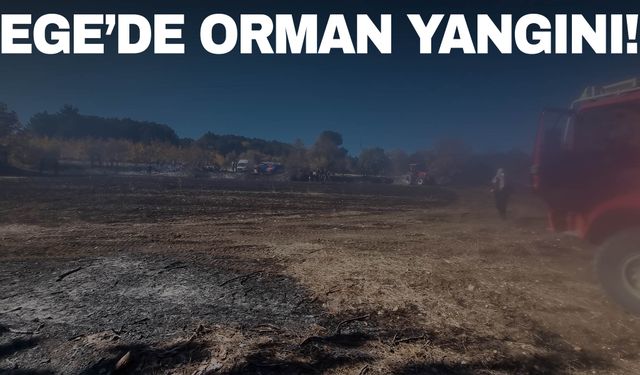 Kütahya'da anız yangını rüzgarın etkisiyle ormana sıçradı