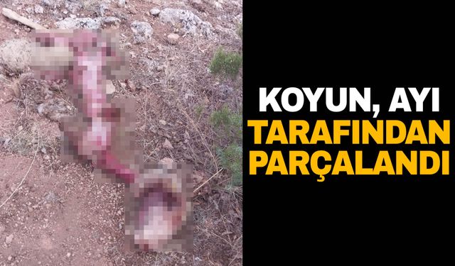 Kütahya’da bir koyun ayı tarafından parçalandı