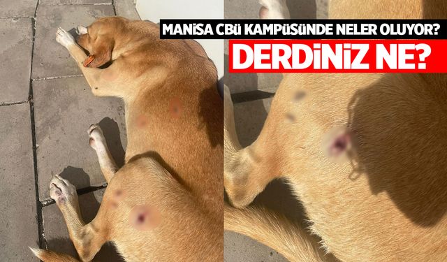 Manisa CBÜ'de neler oluyor? Birileri sahipsiz hayvanları mı yaralıyor?