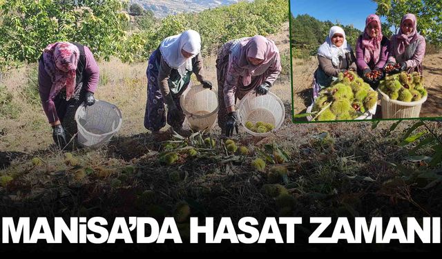 Manisa Demirci’de kestane hasadı başladı