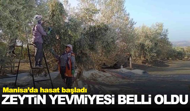 Manisa Sarıgöl’de zeytin hasadı başladı… İşçi yevmiyeleri de belli oldu!