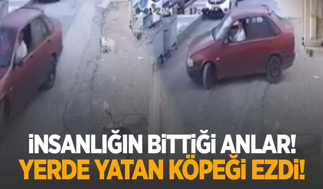 Manisa’da vicdansız sürücü yerde yatan köpeği ezdi!