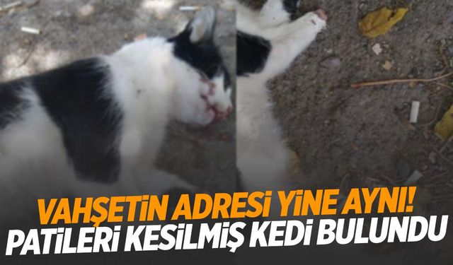 Manisa’da kedi vahşeti devam ediyor… Bir kedi daha patileri kesilmiş halde bulundu!