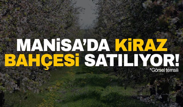 Manisa’da kiraz bahçesi satılıyor!