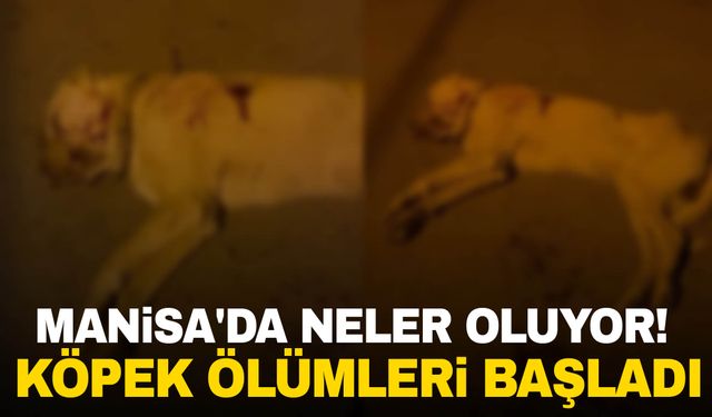 Manisa'da Neler Oluyor! Köpek Ölümleri Başladı...