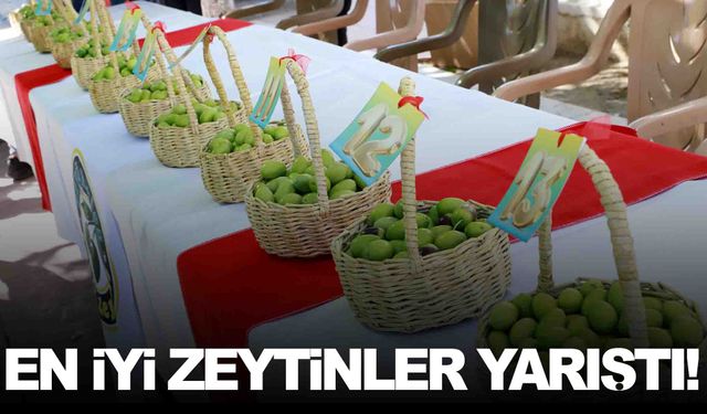 Manisa’da tescilli zeytinler yarıştı