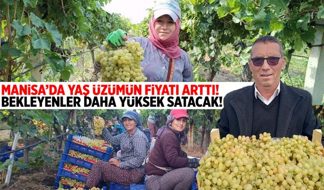 Manisa’da yaş üzümün fiyatı arttı! Bekleyenler daha yüksek satacak!