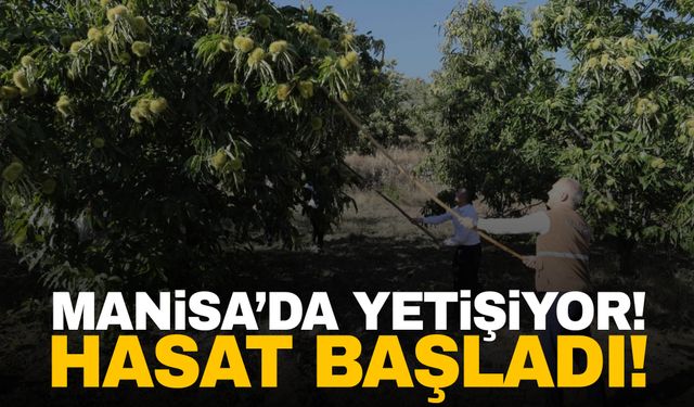 Manisa’da yetişiyor! Aroması ve kalibresi ile mest ediyor