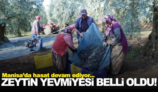 Manisa’da zeytin toplama yevmiyeleri belli oldu