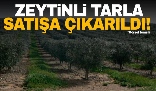 Manisa’da zeytinli tarla satışa çıkarıldı