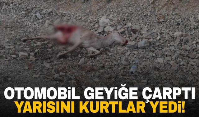 Otomobil geyiğe çarptı: Yarısını kurtlar yedi