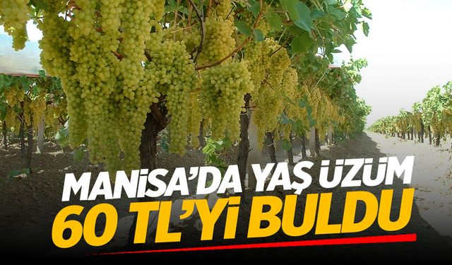 Manisa’da yaş üzümün fiyatı ekim ayında 60 TL’yi buldu