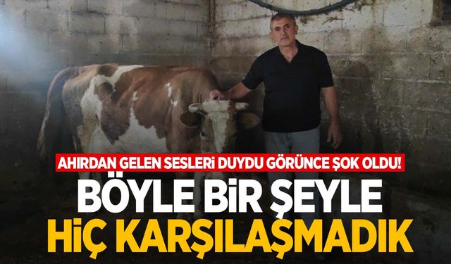 Yeni doğan buzağıyı görünce gözlerine inanamadı: ’25 yıldır ilk defa böyle bir şey gördüm’