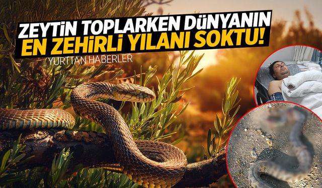 Zeytin toplarken dünyanın en zehirli yılanı soktu