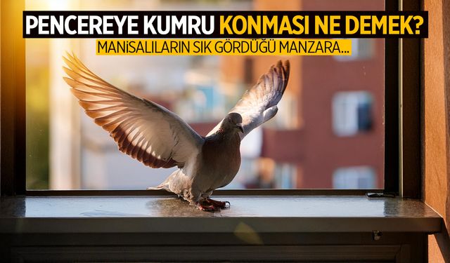 Cama, Balkona Konduysa Dikkat! Pencereye Kumru Konması Bakın Ne Anlama Geliyor