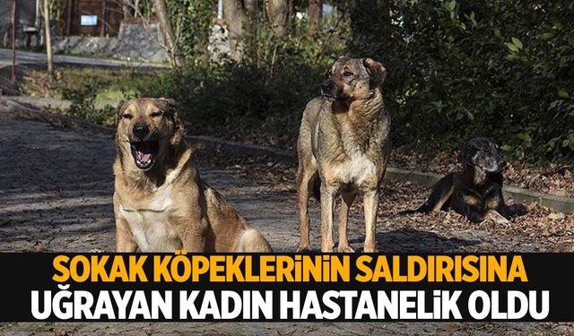 Ege’de sokak köpeği dehşeti… Kaçmaya çalışırken düşerek belini kırdı!