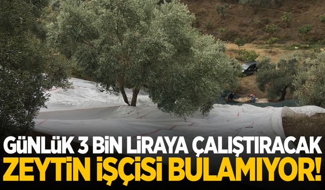 Günlük 3 bin lira veriyor… Çalıştıracak zeytin işçisi bulamıyor