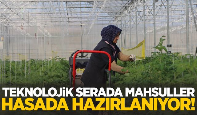 Kula jeotermal teknolojik serada mahsuller hasada hazırlanıyor!