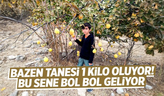 Manisa için ayva vakti! Kimi zaman tanesi 1 kilo çekiyor