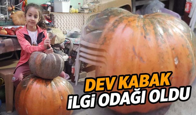 Manisa’da arkadaşından aldığı tohumlarla devasa kabaklar yetiştirdi! 80 kilo…