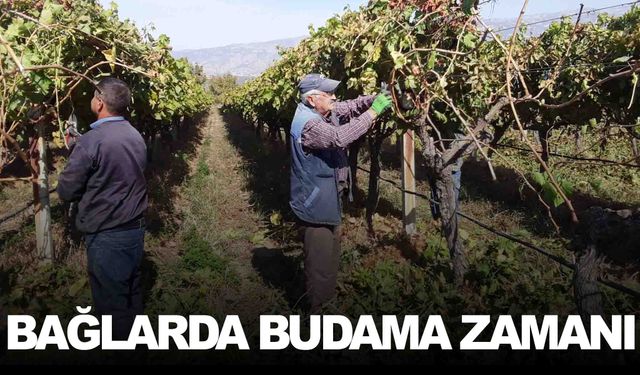 Manisa’da bağlarda budama dönemi başladı