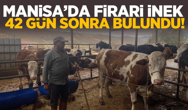 Manisa’da çiftlikten kaçak inek 42 gün sonra bulundu