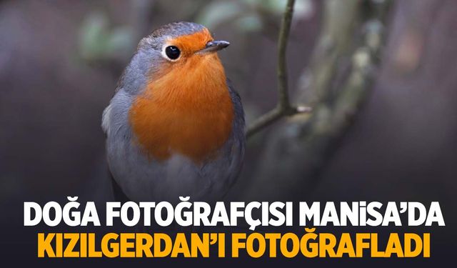 Bu güzellik Manisa'da! Doğa fotoğrafçısı Kızılgerdan kuşunu fotoğrafladı!