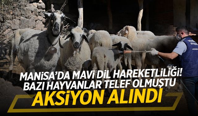 Manisa’da Mavi Dil Hareketliliği! Bazı Hayvanlar Telef Oldu: Ekipler Aksiyon Aldı!