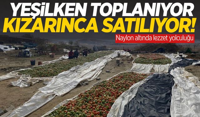 Manisa’da naylonla korunan domatesler pazar yolunda