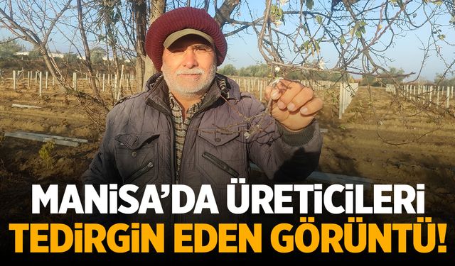 Manisa'da üreticiyi tedirgin eden görüntü!