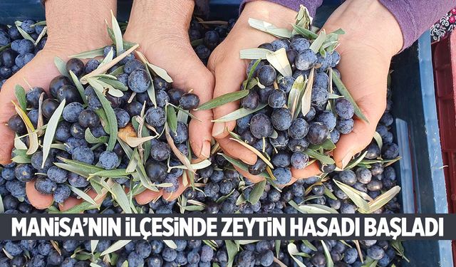 Manisa’nın 853 rakımlı ilçesinde zeytin hasadı başladı! 6 bin ton rekolte bekleniyor!