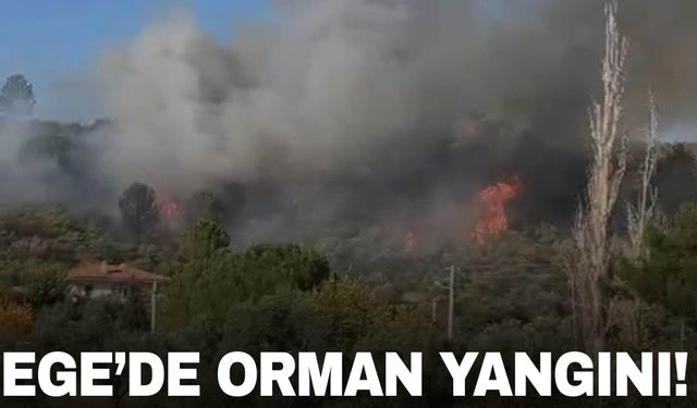 Muğla’da orman yangını! Söndürme çalışmaları sürüyor