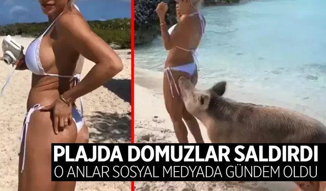 Plajda yürürken bir anda domuzlar saldırdı