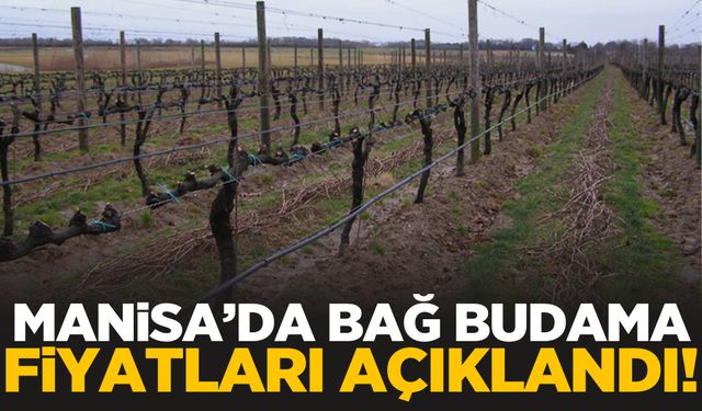 Sarıgöl’de bağ budama hazırlıkları… Ücretler açıklandı!