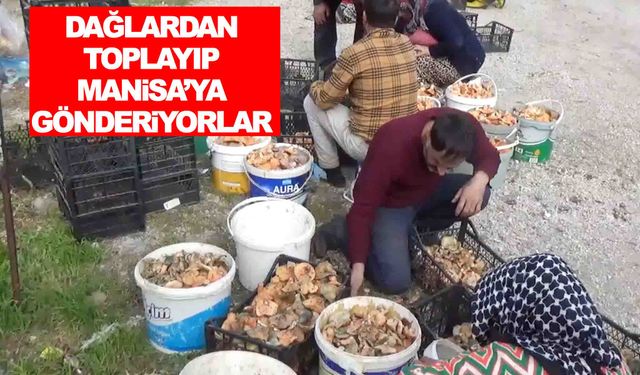 Dağlardan toplayıp Manisa’ya gönderiyorlar