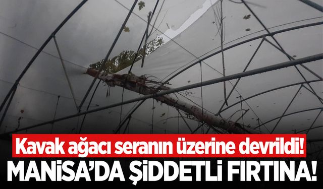 Selendi’de şiddetli fırtına: Kavak ağacı seranın üzerine devrildi