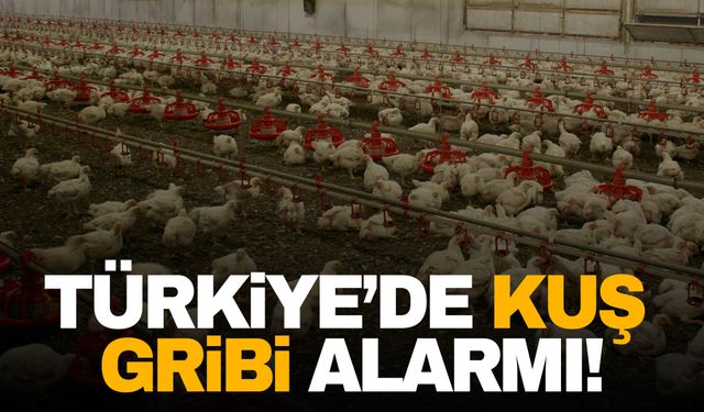 Türkiye’de kuş gribi alarmı: 5 mahalle karantinaya alındı