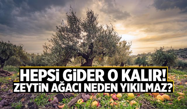 Zeytin Ağacı Neden Yıkılmaz?