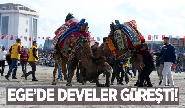 Aydın’da deve güreşi festivali coşkusu