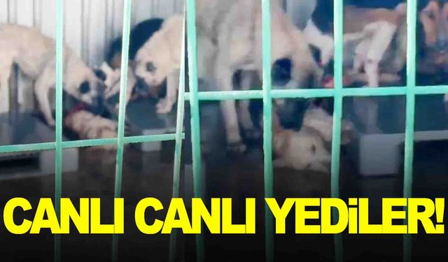 Barınakta kan donduran görüntü… Kendi cinslerini canlı canlı yediler!