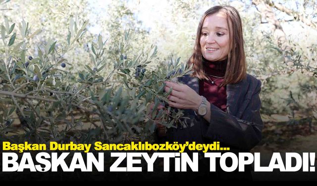 Başkan Durbay tarlaya inip zeytin topladı