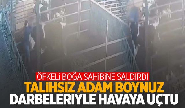 Ege’de öfkeli boğa sahibine saldırdı! Havada uçan adam ölümden döndü…