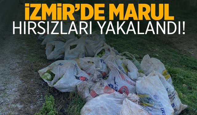 İzmir’de bir garip hırsızlık! Çuval çuval marul çaldılar!