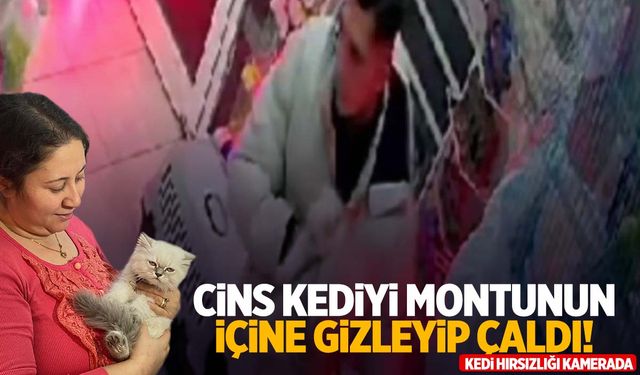 İzmir’de bir garip hırsızlık! Papağan almaya geldi, cins kediyi çaldı!