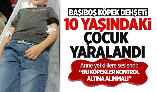 Manisa Akhisar’da 10 yaşındaki çocuk başıboş köpeklerin saldırısına uğradı!