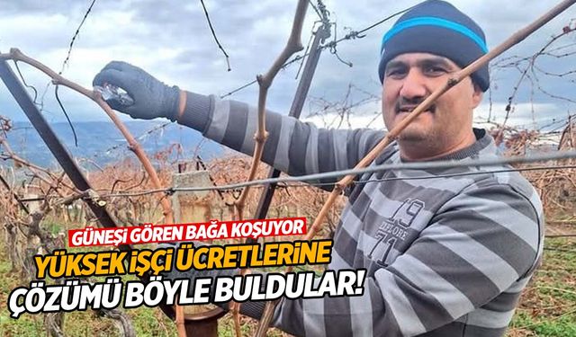 Manisa’da üzüm üreticileri yüksek işçi ücretlerine çözümü böyle buldular!